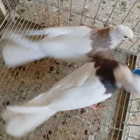 کبوتر طوقی|پرنده|خورموج, |دیوار