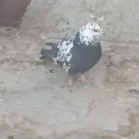 کبوتر پرشی گرفتنی رباط کریم