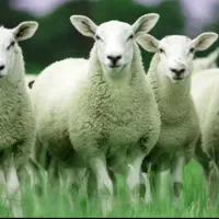 چرایی|حیوانات مزرعه|تهران, یافتآباد|دیوار