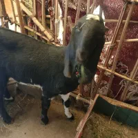 سراوان اسپیچ