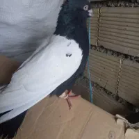 سینه سیاه وکوهی دم سفید|پرنده|شوش, |دیوار