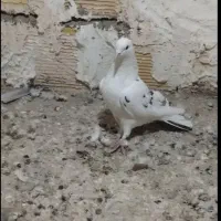 کبوتر باخت رفته