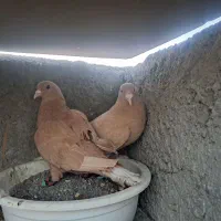 نروماده زردمسفید
