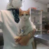 گربه نارنجی|گربه|مشهد, حسینآباد|دیوار