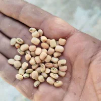 لوبیا اشی|خوردنی و آشامیدنی|دره شهر, |دیوار