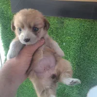 کوچولو بامزه