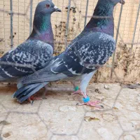 نرو ماده مسافتی|پرنده|بیرجند, |دیوار