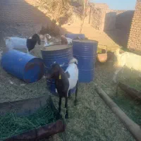 گوسفند پاکستانی