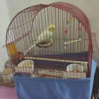 قفس|لوازم جانبی حیوانات|تهران, خزانه|دیوار