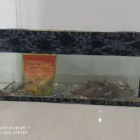 آکواریوم شیشه ۶ میل