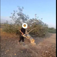 خریدچوب باغی شاخه از۲تا۸تومن|خدمات باغبانی و درختکاری|گرگان, |دیوار