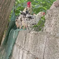 تخم مرغ گلین لری اصیل