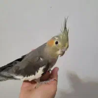 عروس هلندی گل با قالی و خاکستری به فروش می‌رسد