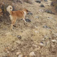 سگ نگهبان|سگ|گهواره, |دیوار