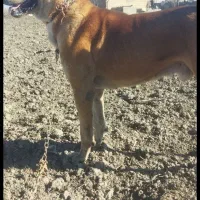 سگ افغان سه ساله