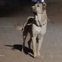 واگذاری سگ سرابی ماده هم گوسفندی|سگ|تبریز, |دیوار