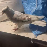 کفتر پشتار تهرانی ماده