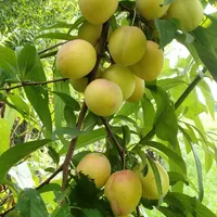 الو طلایی شیرین رسیده