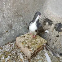 جوجه خوشرنگ قهوه ای