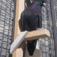 کفتر دم سفید