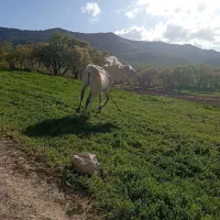 اسب|اسب و تجهیزات اسب‌سواری|کوهدشت, |دیوار