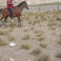 اسب ۲سال