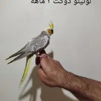 جوجه عروس لوتینو دوکت آلبینو سینامون رام و دستی|پرنده|کرج, حصارک پایین|دیوار