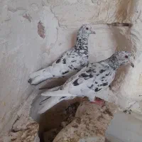 کبوتر|پرنده|اسفراین, |دیوار