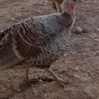 بوقلمون ماده فروشی