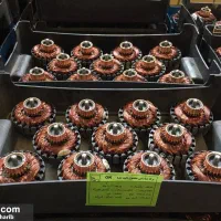 جذب نیروی فنی و ساده(آقا)