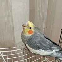 عروس هلندی نر با قفس بزرگ|پرنده|قرچک, شهرک طلائیه|دیوار