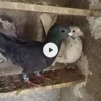 کبوتر کاکلی