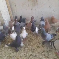 کبوتر پلاکی رنگی نر ماده|پرنده|شیراز, کرونی(خاتونک)|دیوار