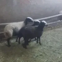 پر شیر .وزن گیری خیلی بالا.از همه نژادها بهتره|حیوانات مزرعه|کرمان, |دیوار