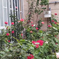 گل رز پنج ساله ۴۰ عدد سرحال|گل و گیاه طبیعی|رباط‌کریم, |دیوار