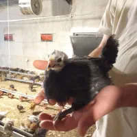 جوجه گلپایگانی