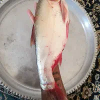 ماهی قزل خوزستان مال امروز تازه