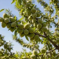 خرید نهال بادام اکبری ۱ساله پربازده