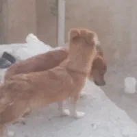 پاپی پامریا