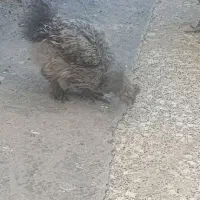 جوجه خروس ابریشمی