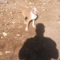 توله پیتبول|سگ|تربتحیدریه, پائین ولایت|دیوار