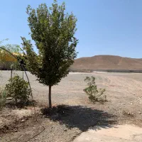 استخدام کارگر ساده