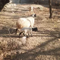 میش بره دار جون|حیوانات مزرعه|سیرجان, |دیوار