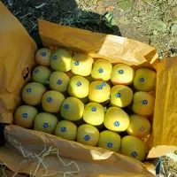 سیب سفید درجه یک سه ردیفه