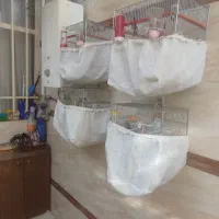 سهره دورگ|پرنده|خمینیشهر, |دیوار