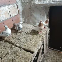 جفت باش ساری وجفت حمبال