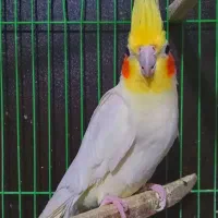 یک عدد عروس هلندی لوتینو|پرنده|بهشهر, |دیوار