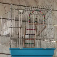 قفس بزرگ بهمراه لوازم