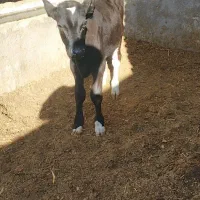 گوساله سیمینتال