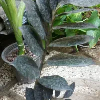 گل طبیعی نو از گلخانه|گل و گیاه طبیعی|مشهد, خواجه ربیع|دیوار